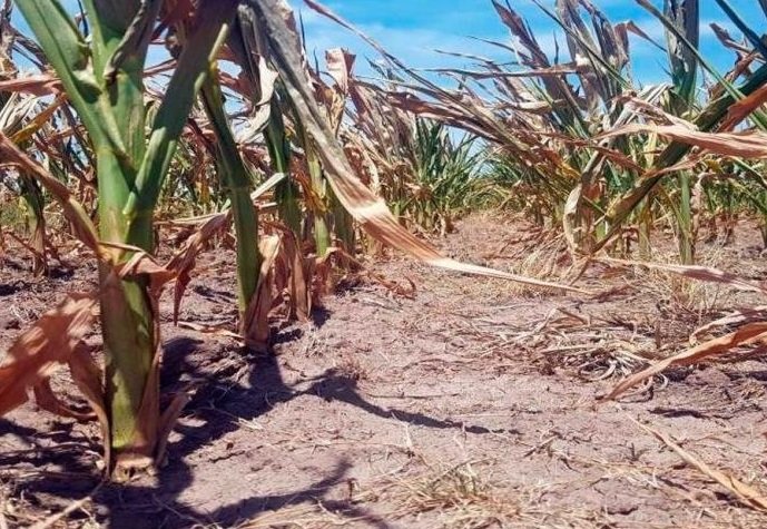 Cuáles son los 50 distritos de la Provincia que siguen azotados por la sequía