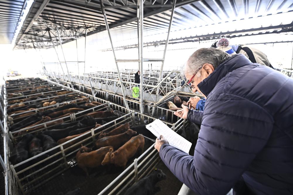 Se realizó la presentación formal del Mercado Agroganadero de Cañuelas: los detalles