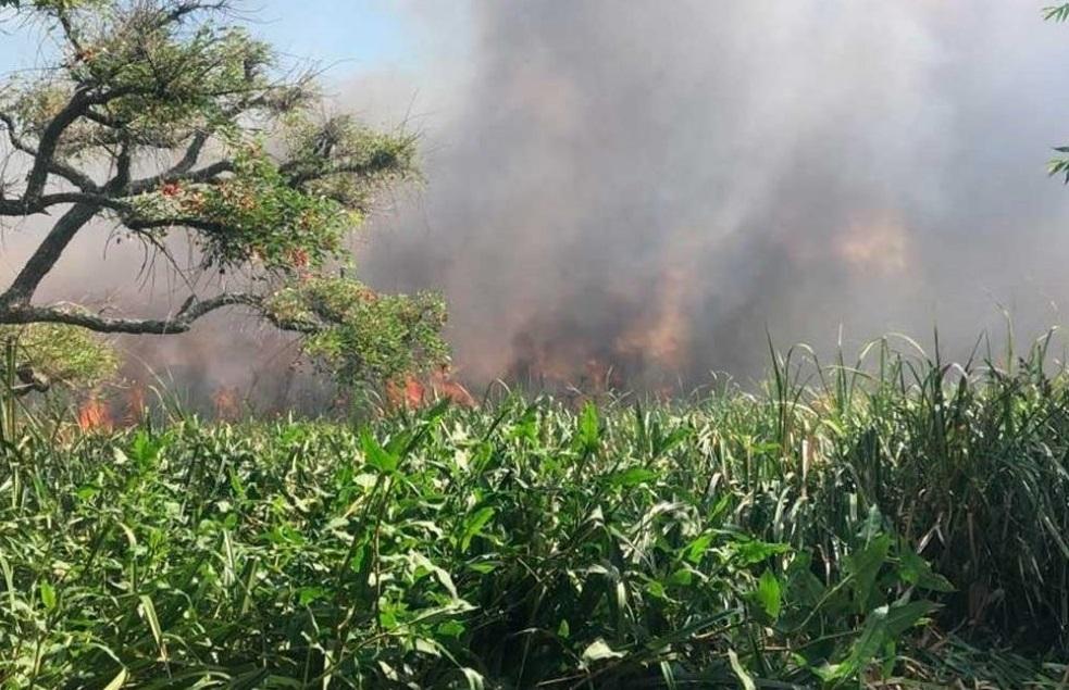 Lograron controlar el incendio en la Reserva Natural de Punta Lara