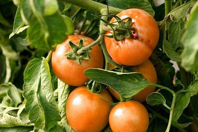 Sabor real: el tomate platense fue reconocido como una semilla criolla