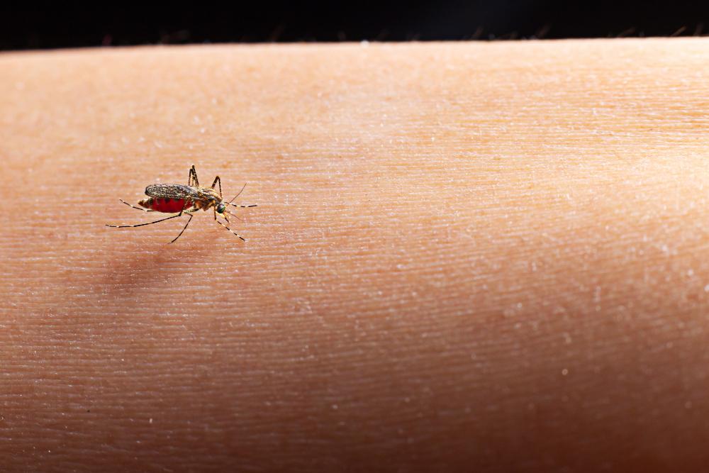 Científicos de tres universidades diseñan una plataforma para detectar dengue