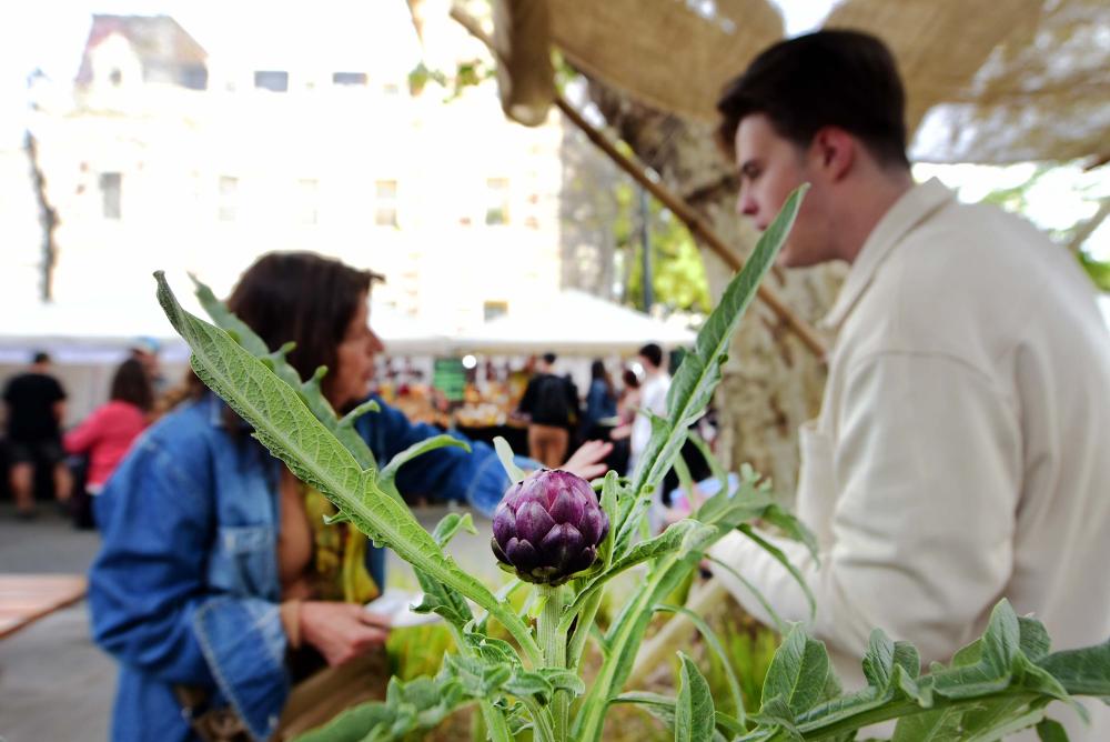 Así será la Fiesta del Alcaucil: platos típicos, clase de cocina y shows en vivo
