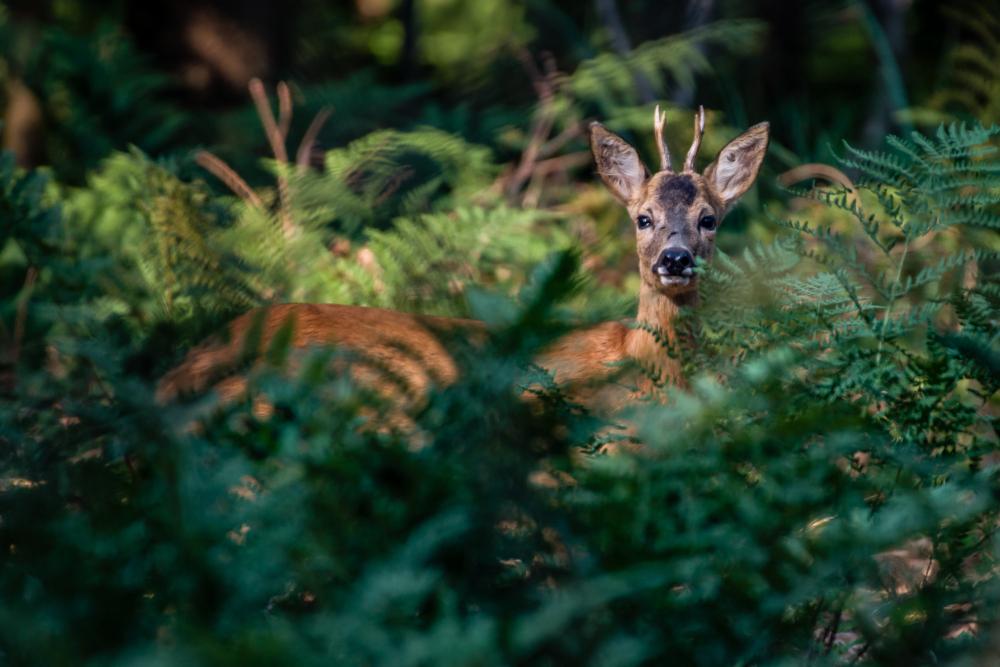 Buscan modificar la ley Fauna y aumentar sanciones para los cazadores de animales