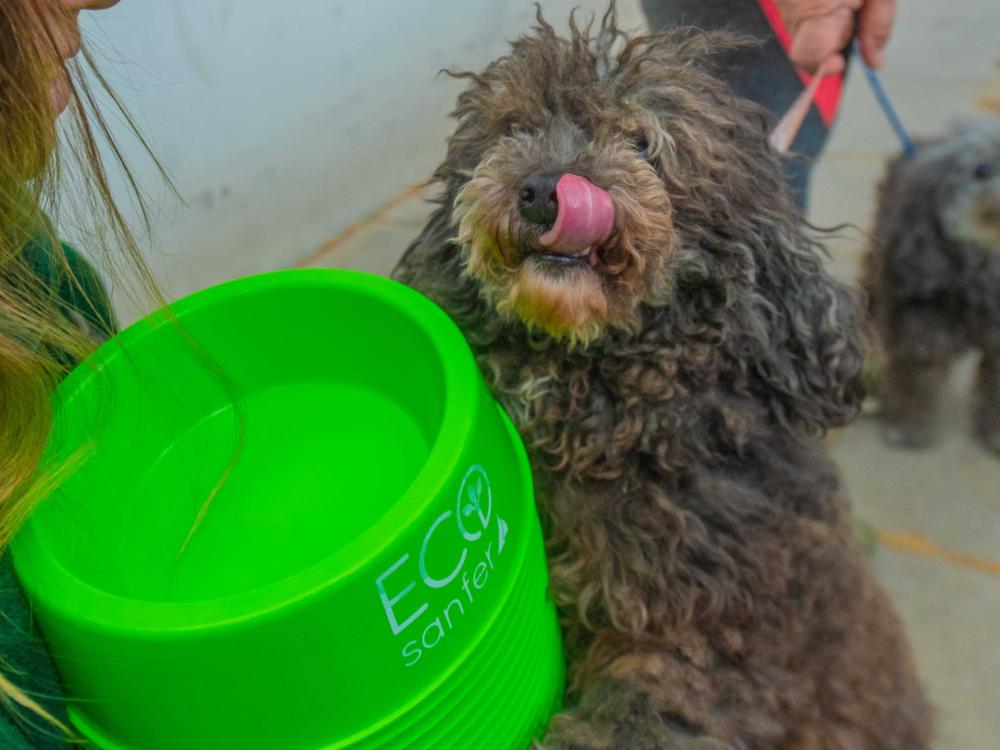 El picho viene a hacer los mandados: distrito del GBA suma comercios Pet Friendly