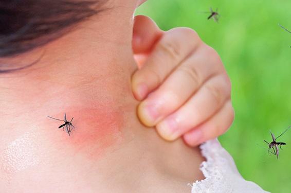 Alerta, dengue: los 31 municipios en los que la Provincia realiza un trabajo intensivo