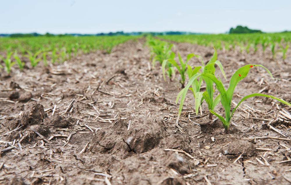 Declaran la emergencia agropecuaria en 12 municipios afectados por la sequía