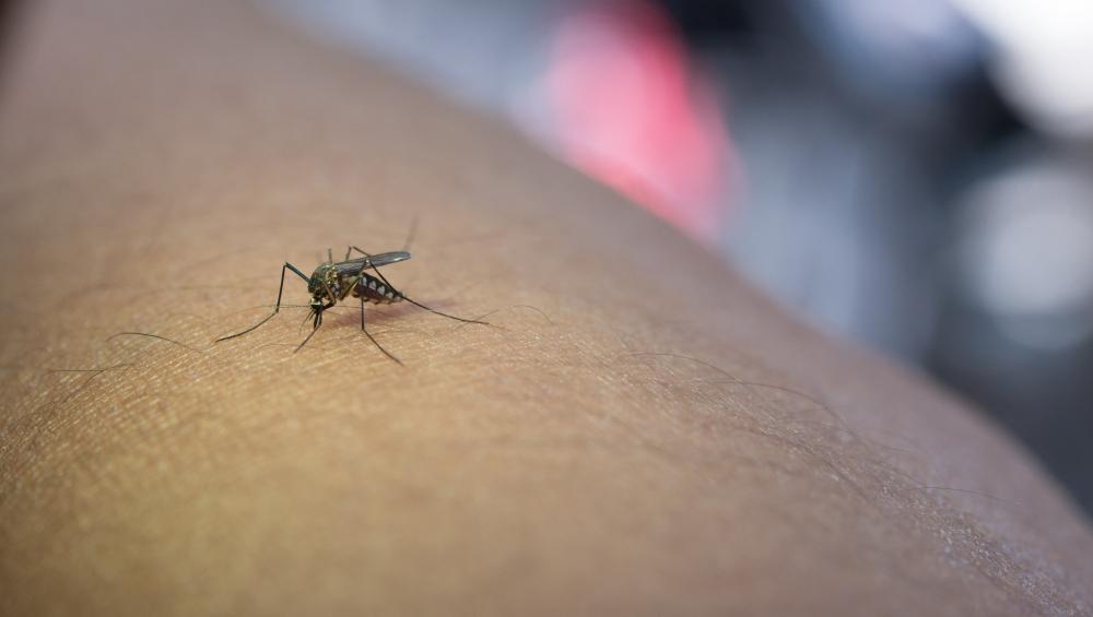 Invasión de mosquitos en el AMBA: ¿Por qué llegaron y hasta cuándo se quedan?