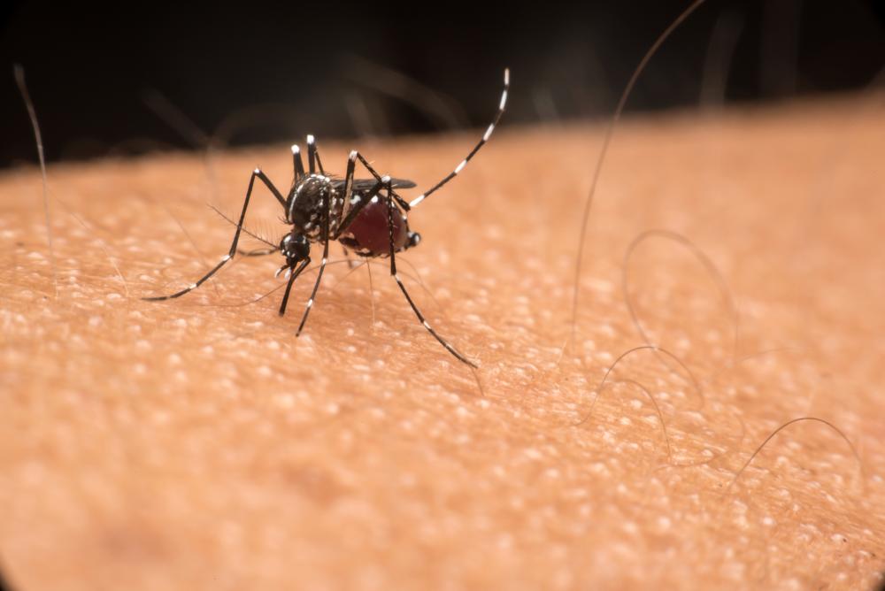 Municipio del Conurbano busca declararse en emergencia por el brote de dengue