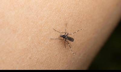 Declararon el brote de dengue en La Plata, y ya son 103 los casos confirmados