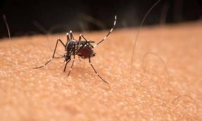 Municipio del Conurbano busca declararse en emergencia por el brote de dengue