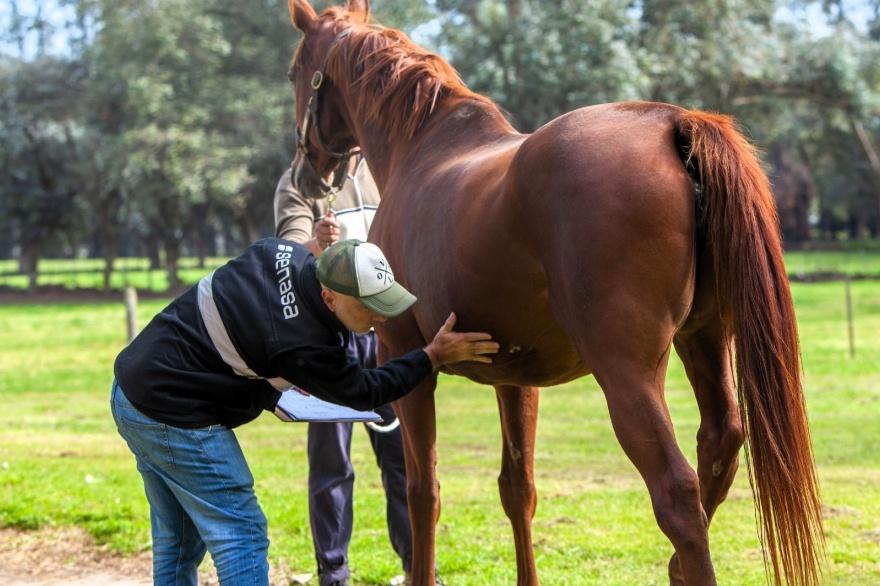Encefalitis equina en humanos: confirman 58 contagios y cuatro muertes