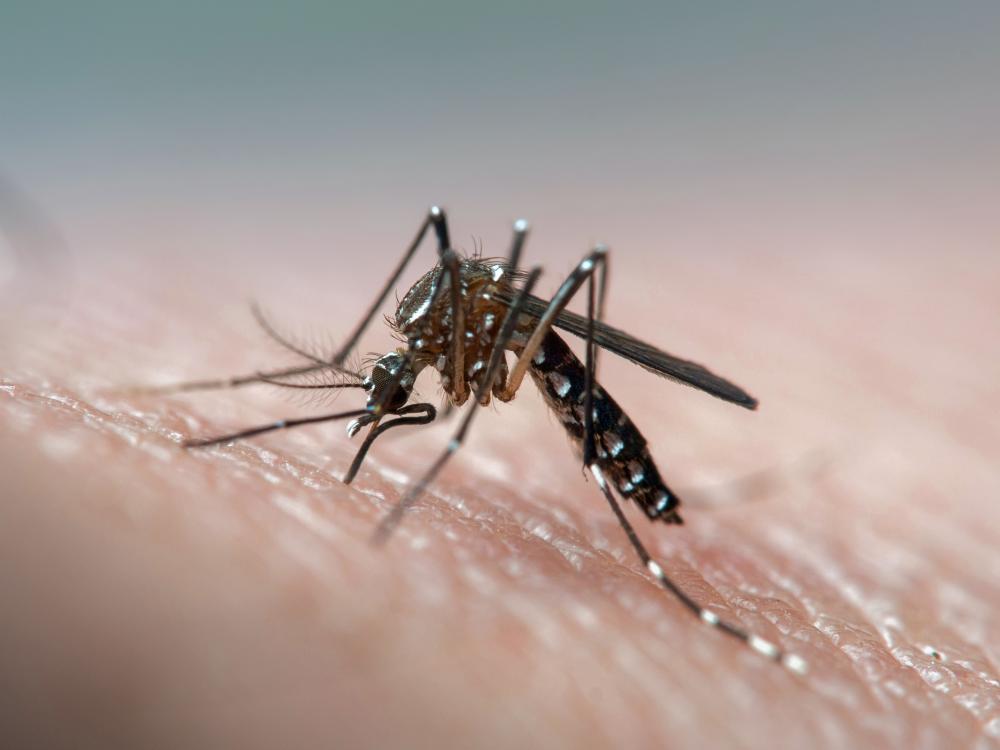 Qué pasa con el dengue a nivel provincial: la oposición quiere saber