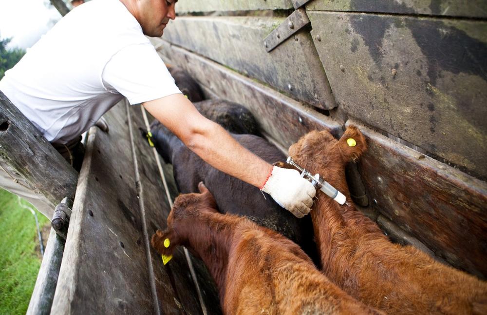 La UCR pide que se autorice la importación de la vacuna contra la Fiebre Aftosa