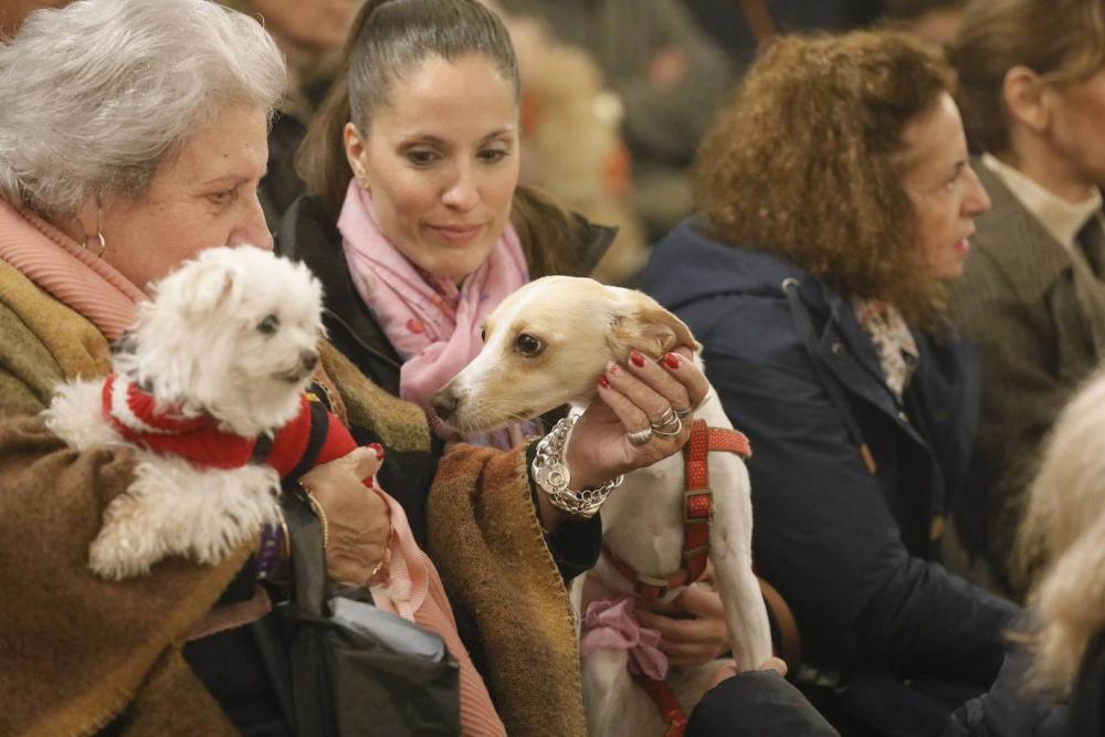 Santas mascotas: municipio del Conurbano organiza la primera bendición de animales