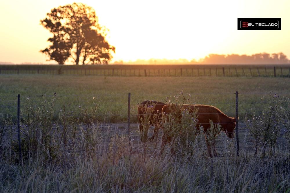 La Provincia lanzó nuevas medidas para el sector agropecuario: los detalles