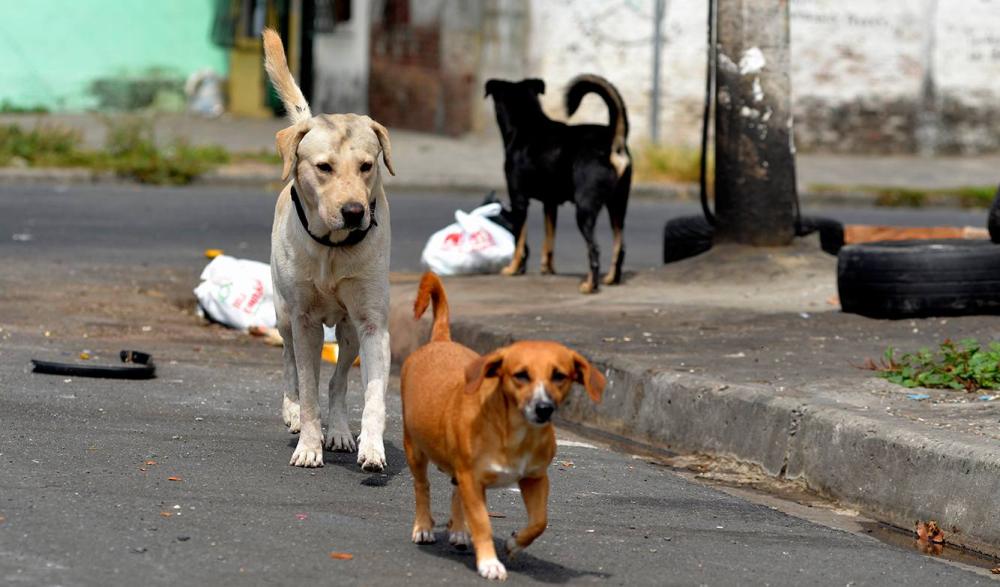 “Al perrito callejero”, el homenaje del intendente Mussi por el Día del Animal