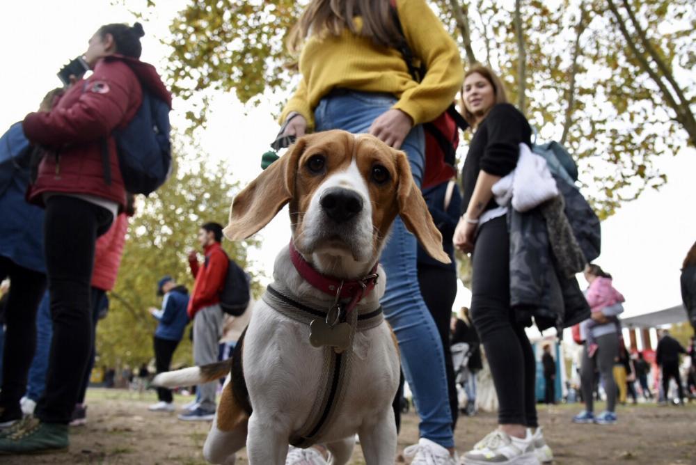 Encuentro solidario para hacerle el aguante a asociaciones protectoras de animales