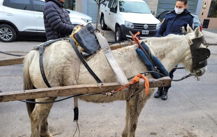 No sean animales: reflotan un proyecto de ley para prohibir la tracción a sangre