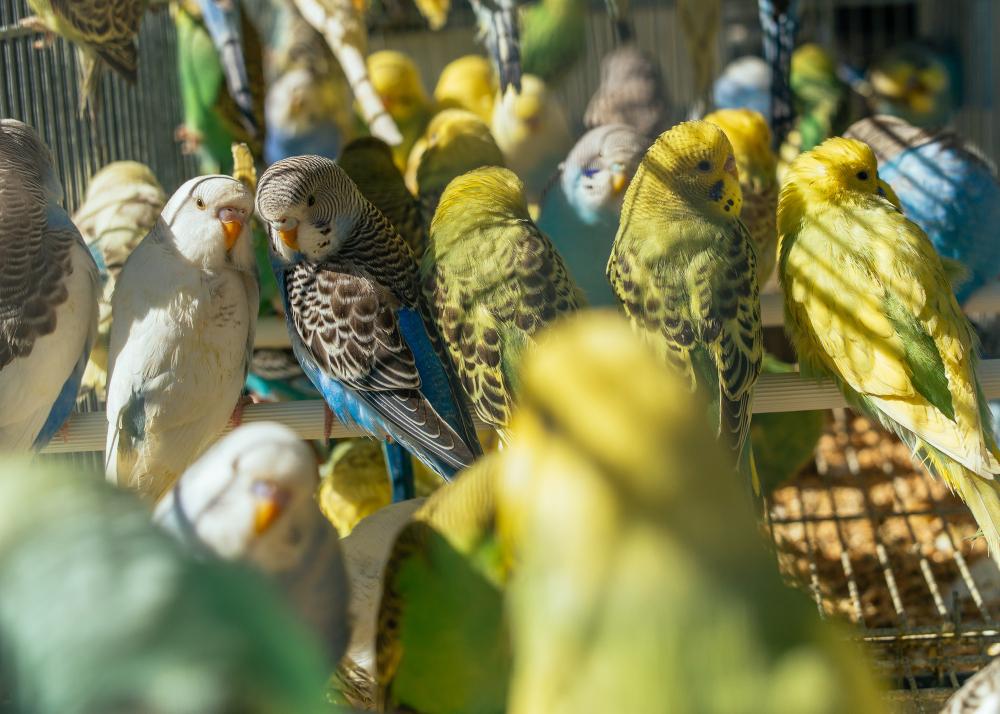 Llegan a siete las muertes por psitacosis, una enfermedad que trasmiten las aves