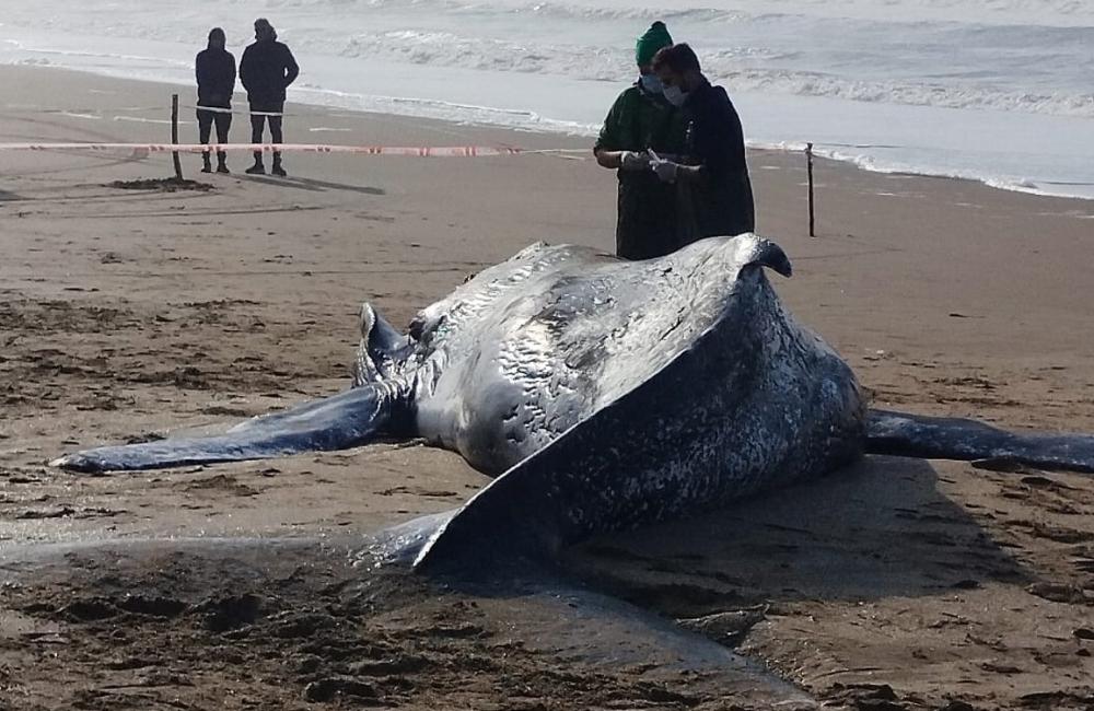 Otra ballena muerta en la costa bonaerense, crecen la preocupación y la incertidumbre