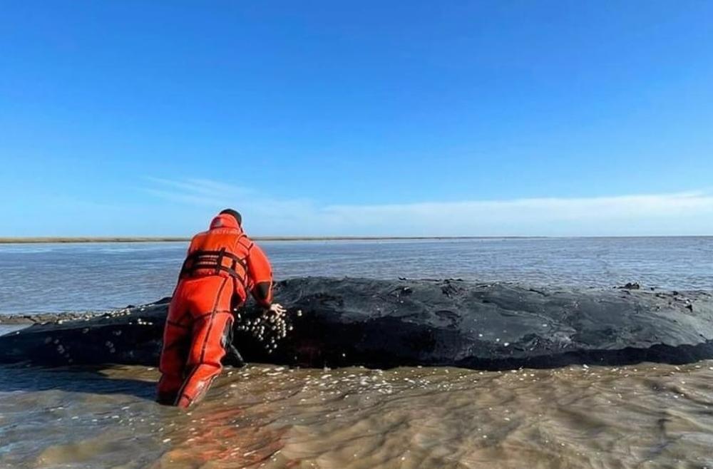Difícil situación: conmoción en Castelli por una ballena varada que lucha por su vida