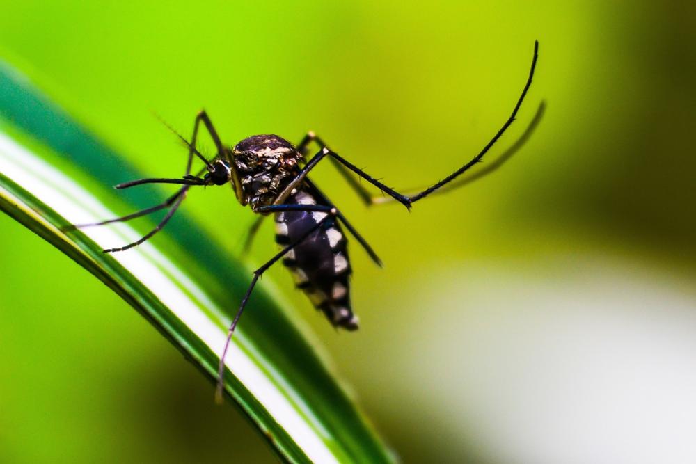 Dengue: descubren una mutación de súper mosquitos resistentes a los repelentes