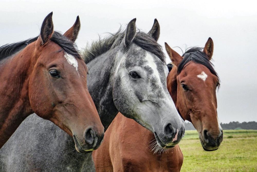 Arranca una nueva edición de la Fiesta en Homenaje al Caballo: lo que hay que saber
