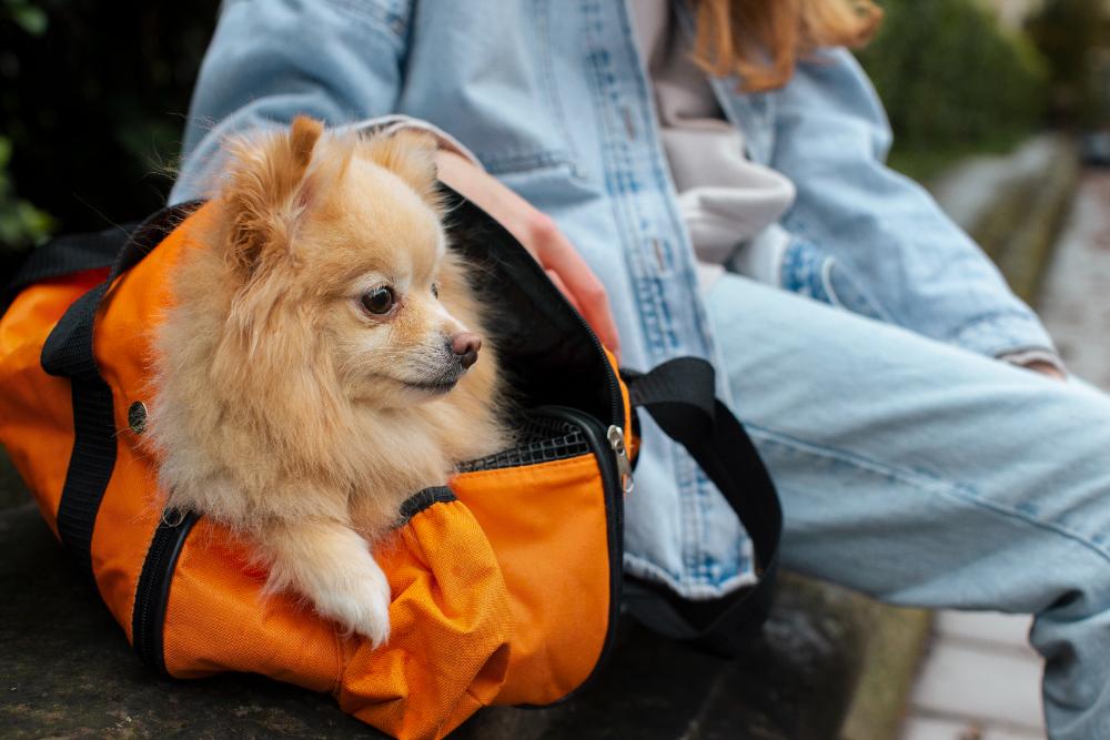 Cómo obtener el certificado para viajar al exterior con mascotas
