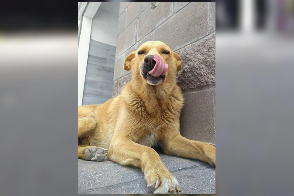 En homenaje a Rubio: ya es oficial el día contra el maltrato animal en la provincia