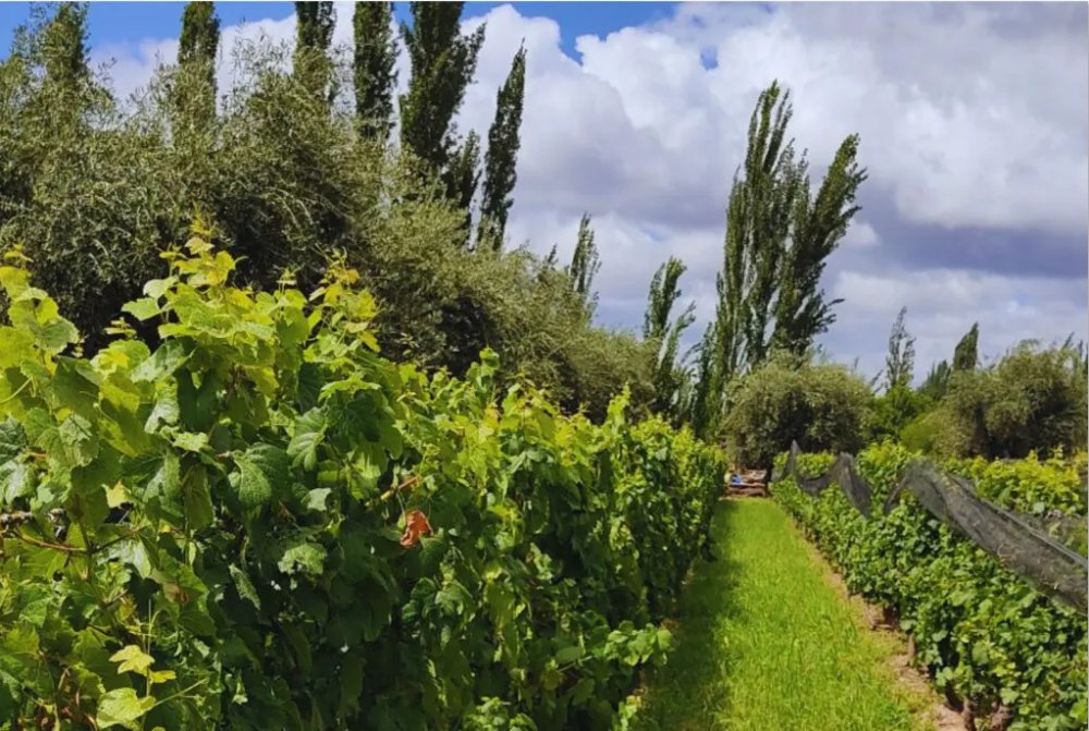 Diseñan un protocolo de agricultura regenerativa, único en Latinoamérica