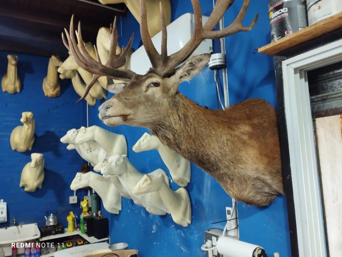 Allanaron un taller taxidermista que traficaba piezas de especies protegidas