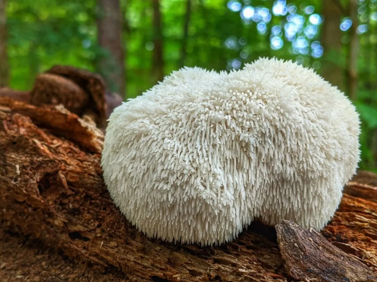 Crece el micoturismo con la tercera edición del Claromecó Fungi