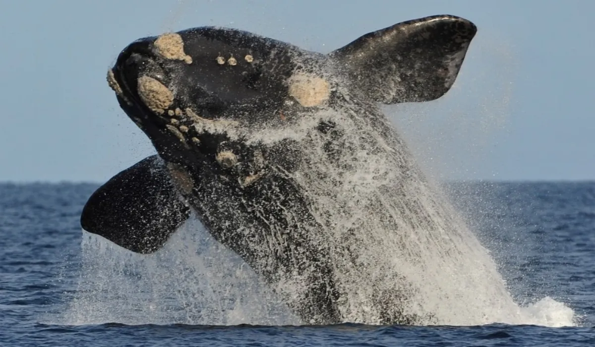 Cada vez más ballenas en la costa de Necochea, gran fin de semana para disfrutarlas