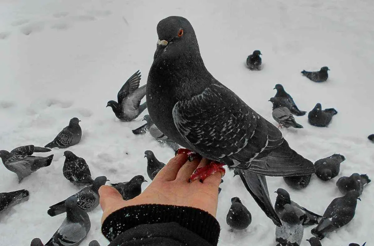 Municipio del Sur provincial busca voluntarios para hacer un censo de palomas