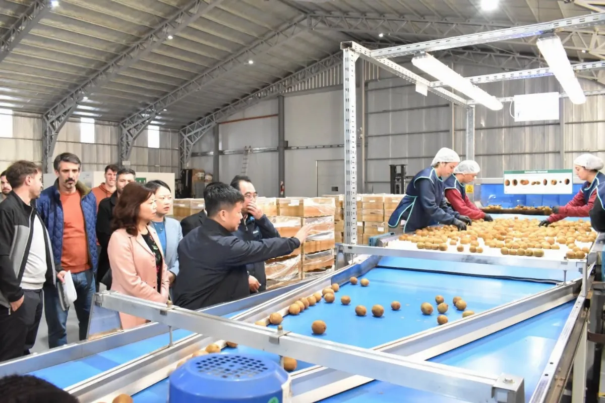 Municipio de la costa fortalece lazos con China para apuntalar la exportación de kiwi