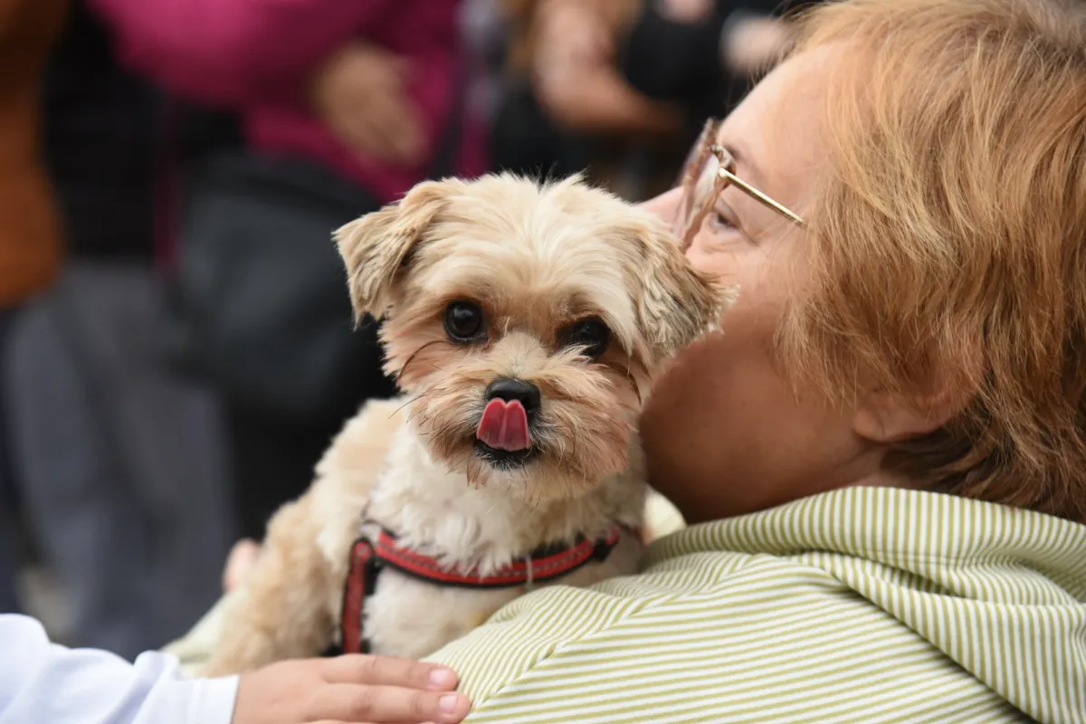 La Plata: dónde podés llevar a vacunar y castrar gratis a tus mascotas