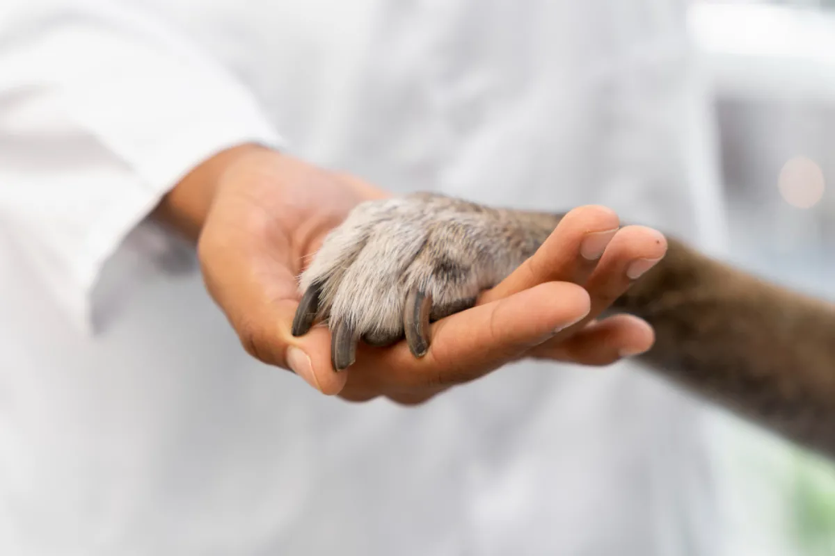 Buscan permitir el ingreso de animales de compañía a los hospitales bonaerenses