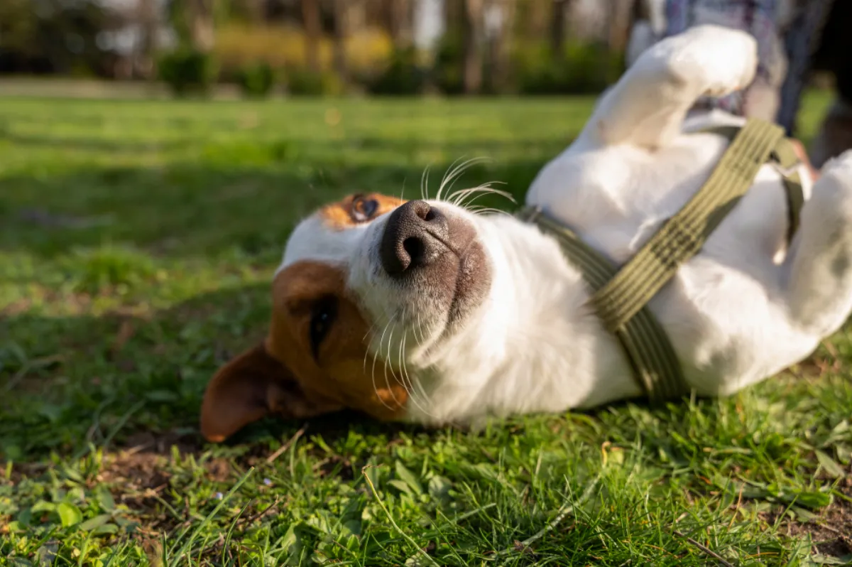 Tres Arroyos lanza una campaña gratuita y accesible para cuidar a las mascotas