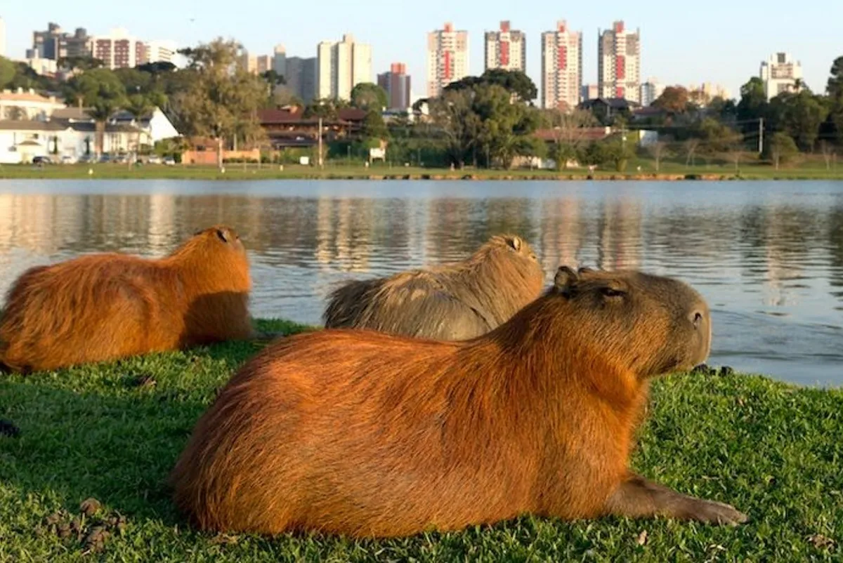 El paraíso de los carpinchos: Scioli quiere hacerles un santuario en la zona del Delta