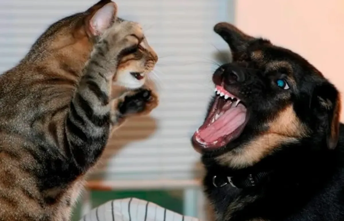 Perros y gatos: entre el tatoo delincuente, la respostera coimera y el tremendo cagón