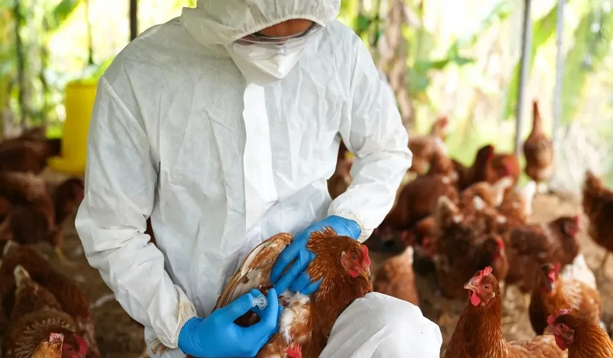 Gripe aviar: activan protocolo por varios casos en distrito de la costa atlántica
