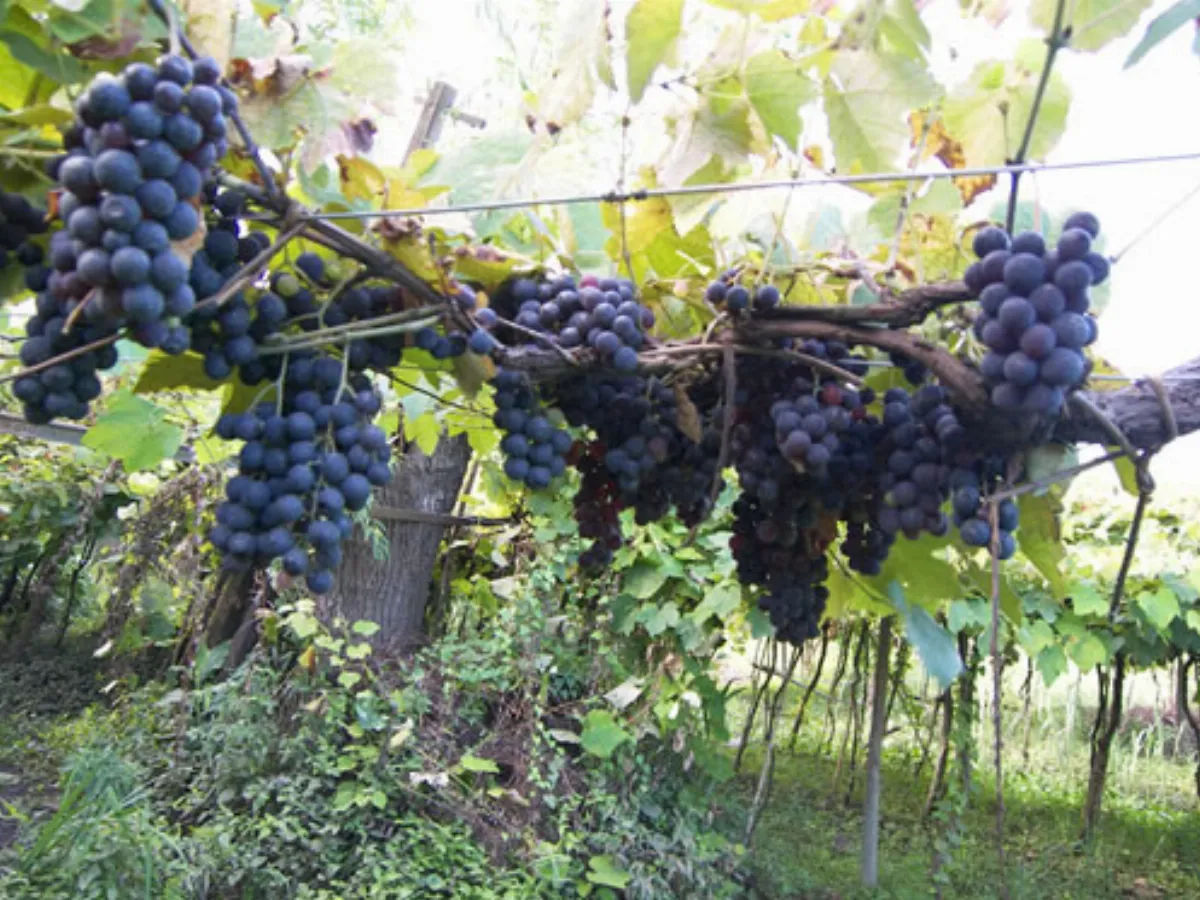 Comienza la vigesimosegunda edición de la Fiesta Provincial del Vino de la Costa