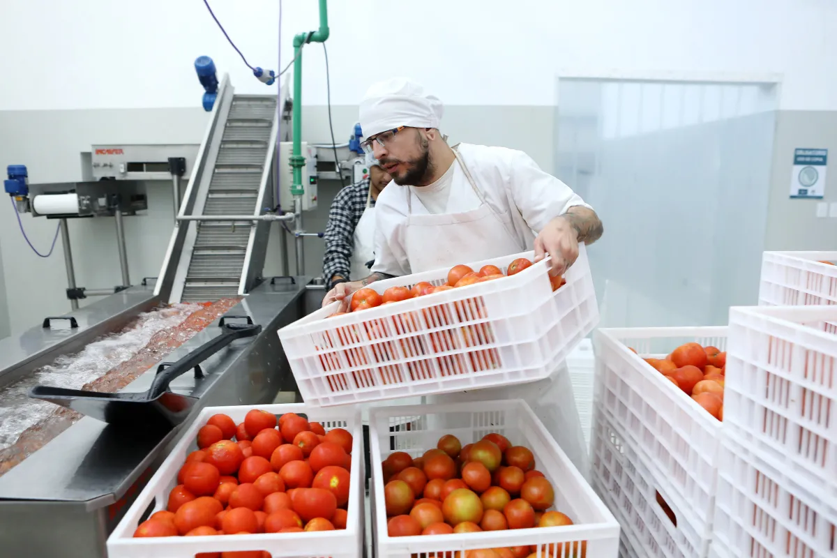 En alianza con productores locales, nace el tomate deshidratado de la UNLP