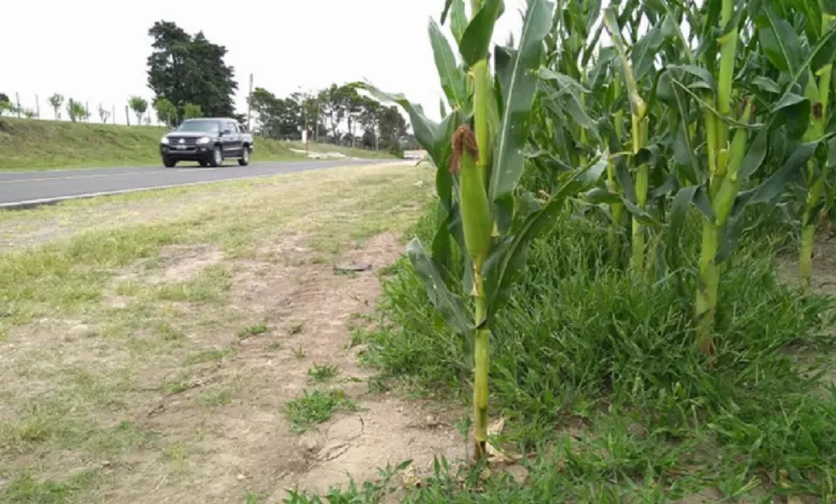 Proponen que se pueda volver a sembrar en las banquinas de las rutas nacionales