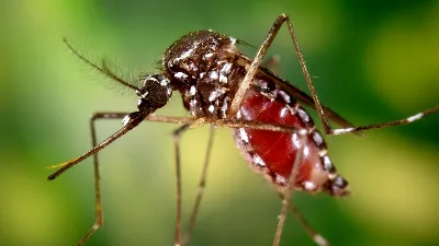 Sobre llovido, mojado: ahora preocupa un brote de chikungunya en el país y la Provincia